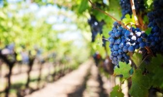LA CURA DELL’UVA PER DEPURARE E RINGIOVANIRE succo d uva proprietà