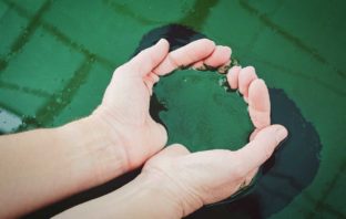7 IMPORTANTI BENEFICI DELLA SPIRULINA immagine spirulina
