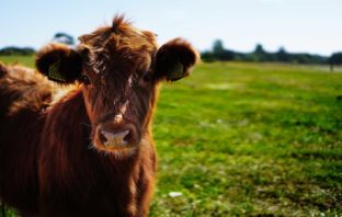VUOI DAVVERO SALVARE IL PIANETA? STA ALLA LARGA DA TUTTE LE CARNI